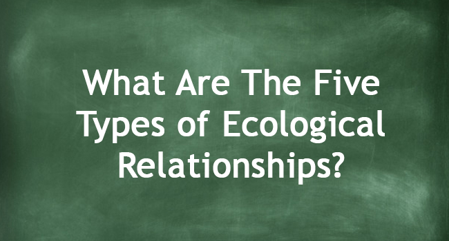 What Are The Five Types Of Ecological Relationships