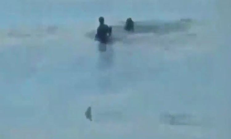 Terrifying-Video-Shark-Couple