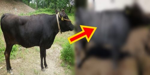 Zebra-Striped Cows 2