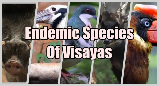 Endemic Species - What Are The Endemic Species Of Visayas?