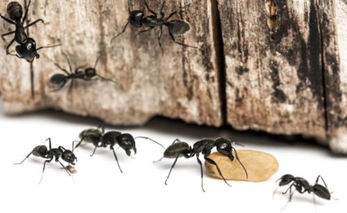 home remedies ants