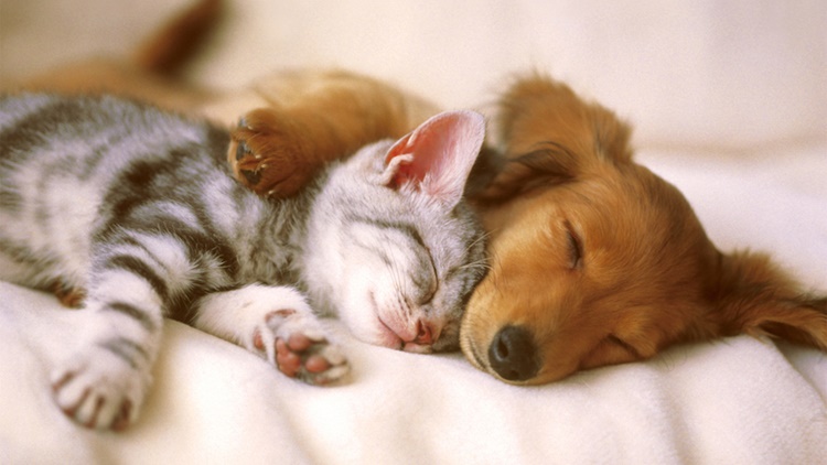 pet options allergic to cats and dogs