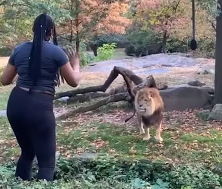 Brave Lady Enters Lion Enclosure Inside Zoo Teases The Beast