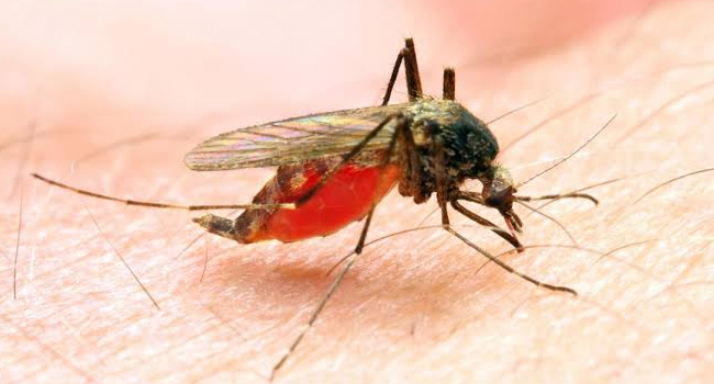 MALARIA