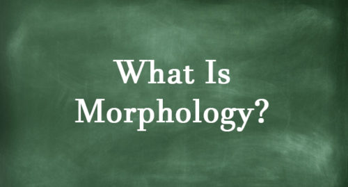 MORPHOLOGY