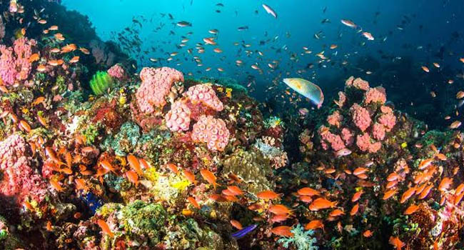 Philippines Dubbed The World's Leading Dive Destination