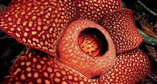 SCIENTIFIC NAME OF CORPSE LILY