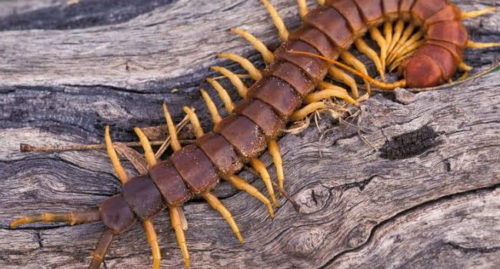 SUMMARY OF THE CENTIPEDE