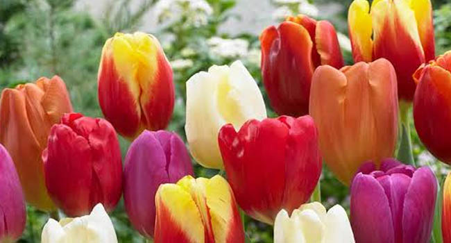 TULIPS