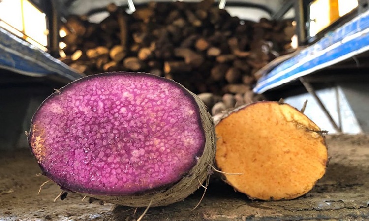 Ube