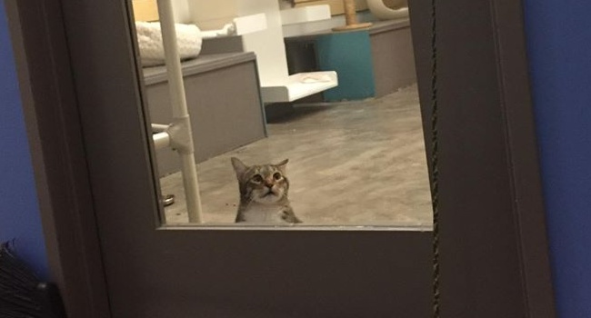Cat In Solitary For Repeatedly Releasing Fellow Cats In Shelter