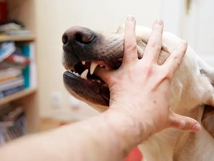 DOG BITE First Aid, Treatment & Preventing Infections