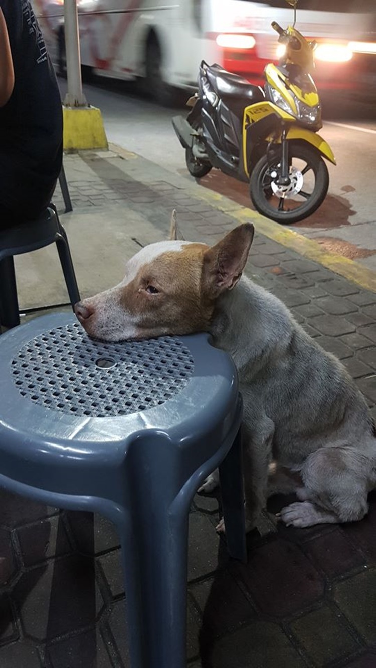 Heartbreaking Photos of Poor Dog Begging for Leftover Foods Goes Viral