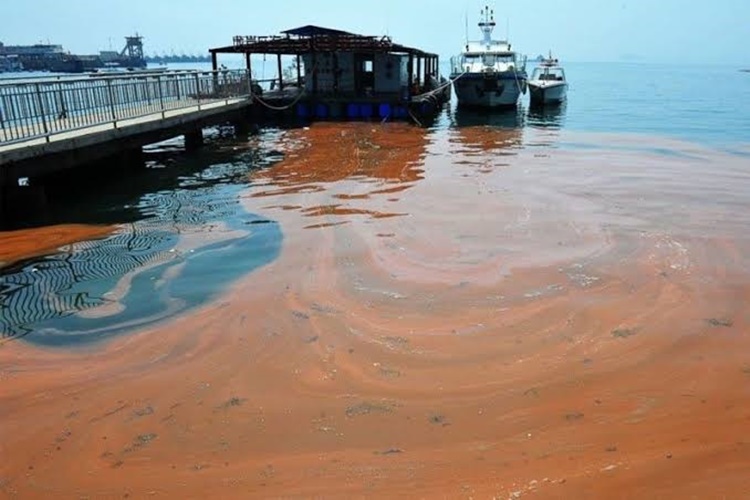RED TIDE ALERT BFAR Detects Red Tide Toxin In The Following Areas