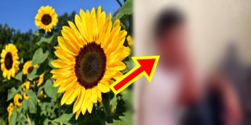 three men iloilo sunflower 1