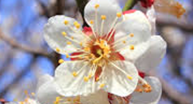 PLUM FLOWERS
