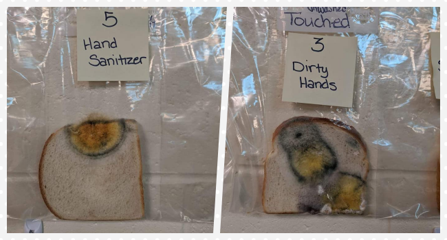 Students Germ Test Bread Shows Shocking Results