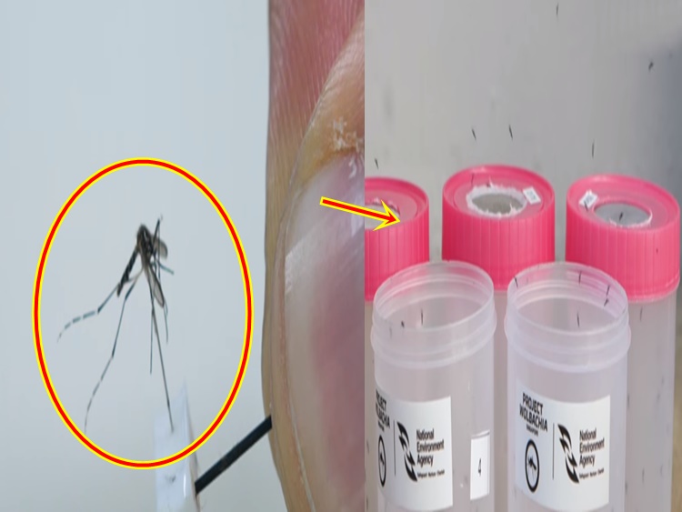 Researchers Create New Type Of Mosquito To Stop Regular Mosquitoes From
