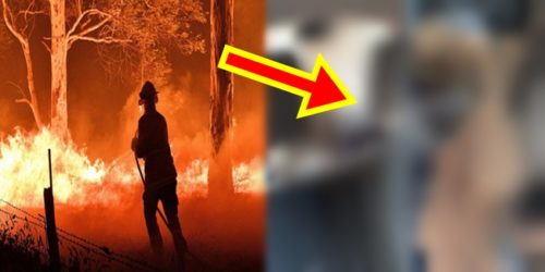 Australia Fires Koala 1