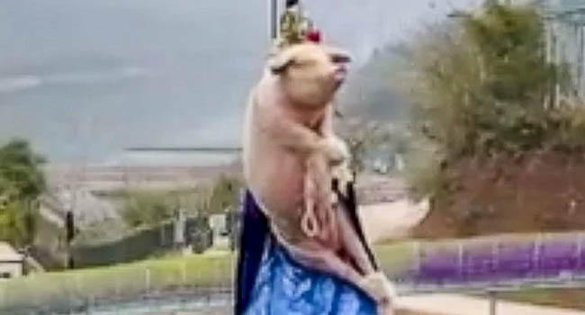 BUNGEE JUMPING PIG