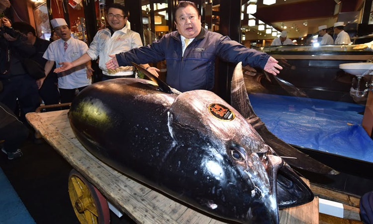 Businessman-Bluefin-tuna