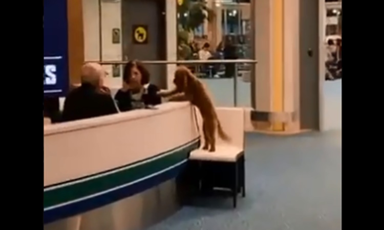 Dog-at-airport