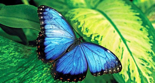 ENTOMOLOGY