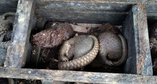 PANGOLINS