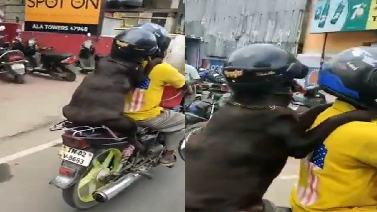 Dog Wearing Helmet While Riding on His Owner Motorcycle Goes Viral