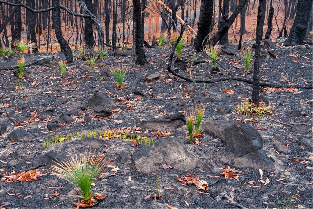 Photos of Australian Bush
