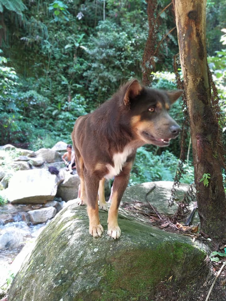 Smart Dog