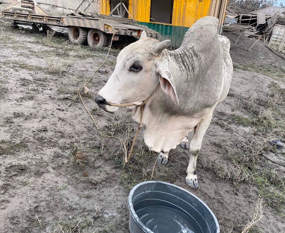 Owner Rescues