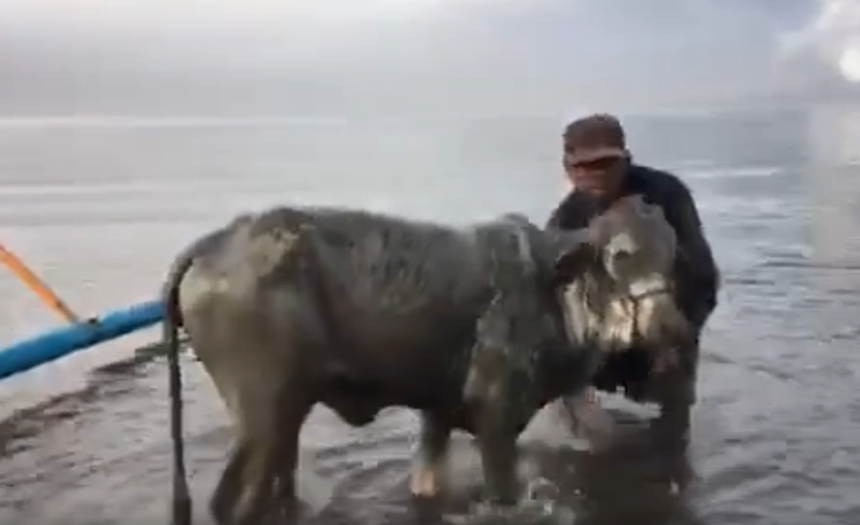 Owner Rescues