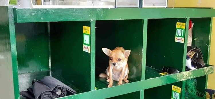 are dogs allowed in supermarkets