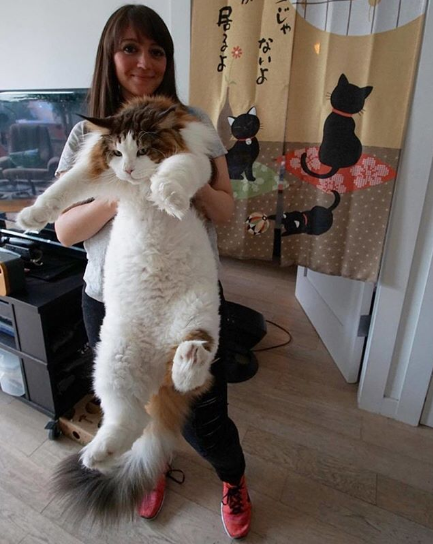 Largest Cat In New York City Goes Viral (PHOTOS)