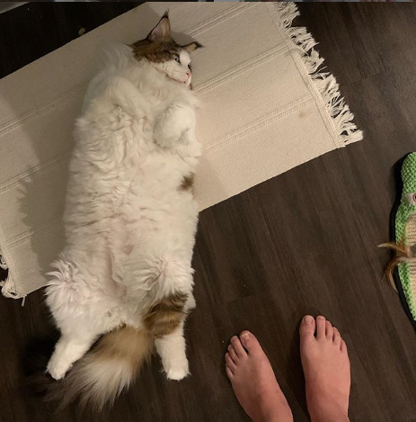 Image from: Catstradamus | Instagram