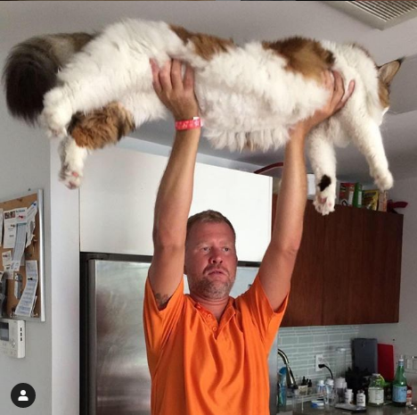 Largest Cat In New York City Goes Viral (PHOTOS)