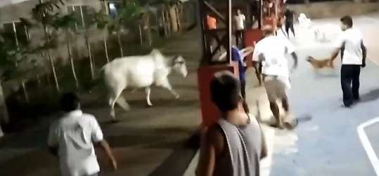 Cow Goes On Rampage During New Year's Party In Barangay (VIDEO)