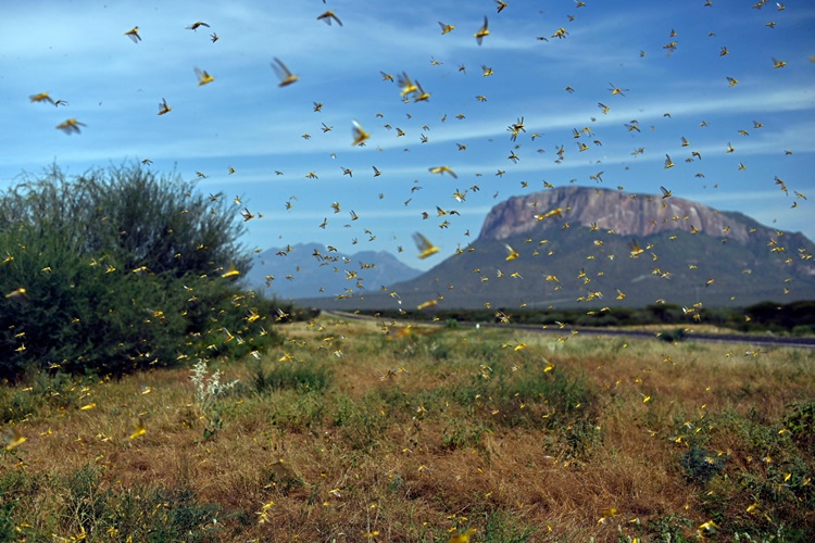 Worst Locust Swarm