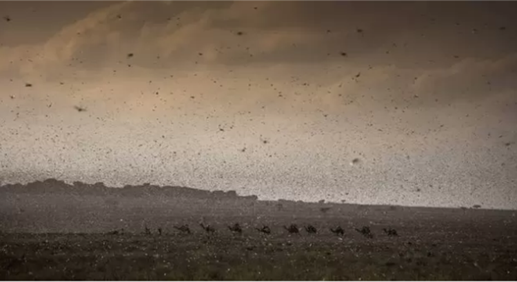 Worst Locust Swarm