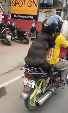 Dog Wearing Helmet While Riding on His Owner Motorcycle Goes Viral