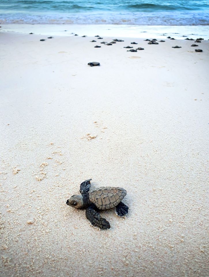 Dozens of Newly Hatched Rare Olive Ridley Turtles Spotted in Boracay