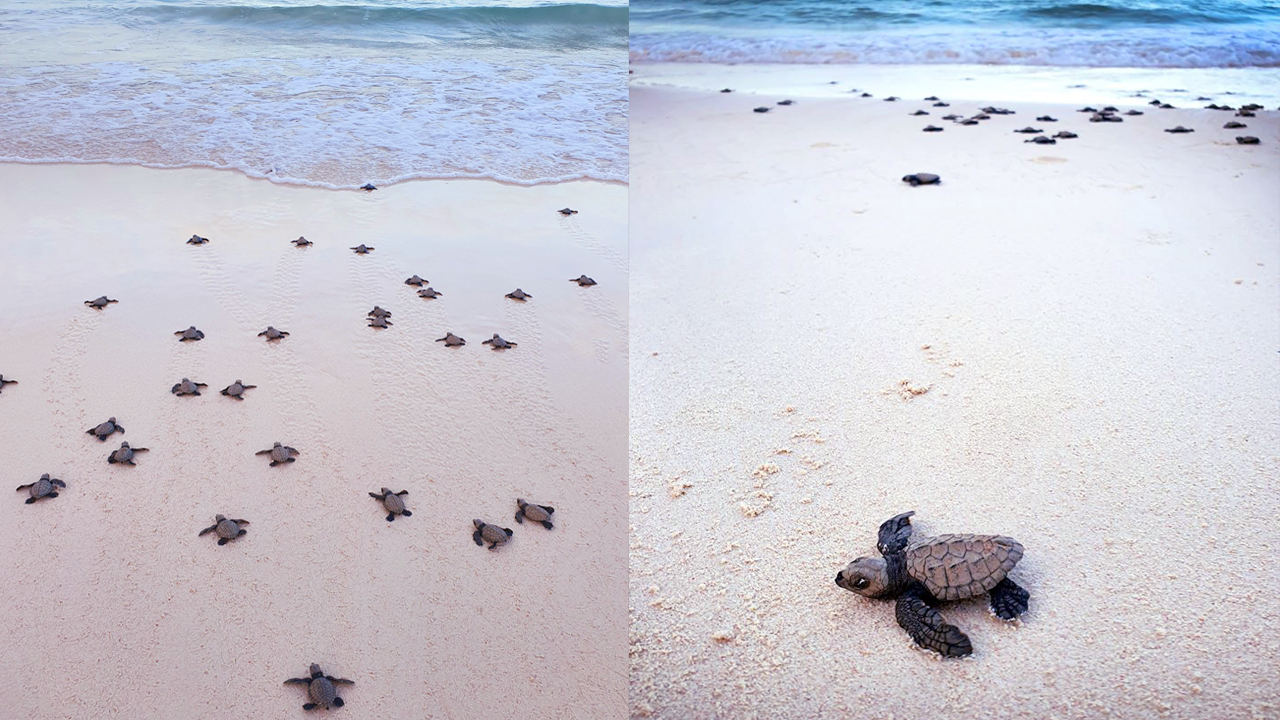 Dozens of Newly Hatched Rare Olive Ridley Turtles Spotted in Boracay