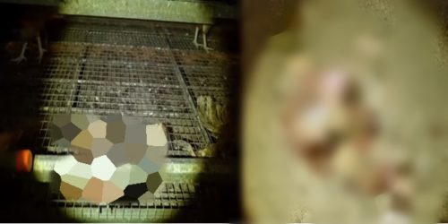 undercover footage chicken 3