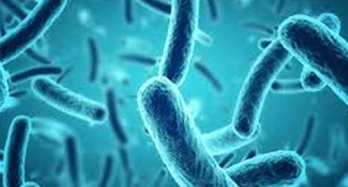 FIVE TYPES OF BACTERIA