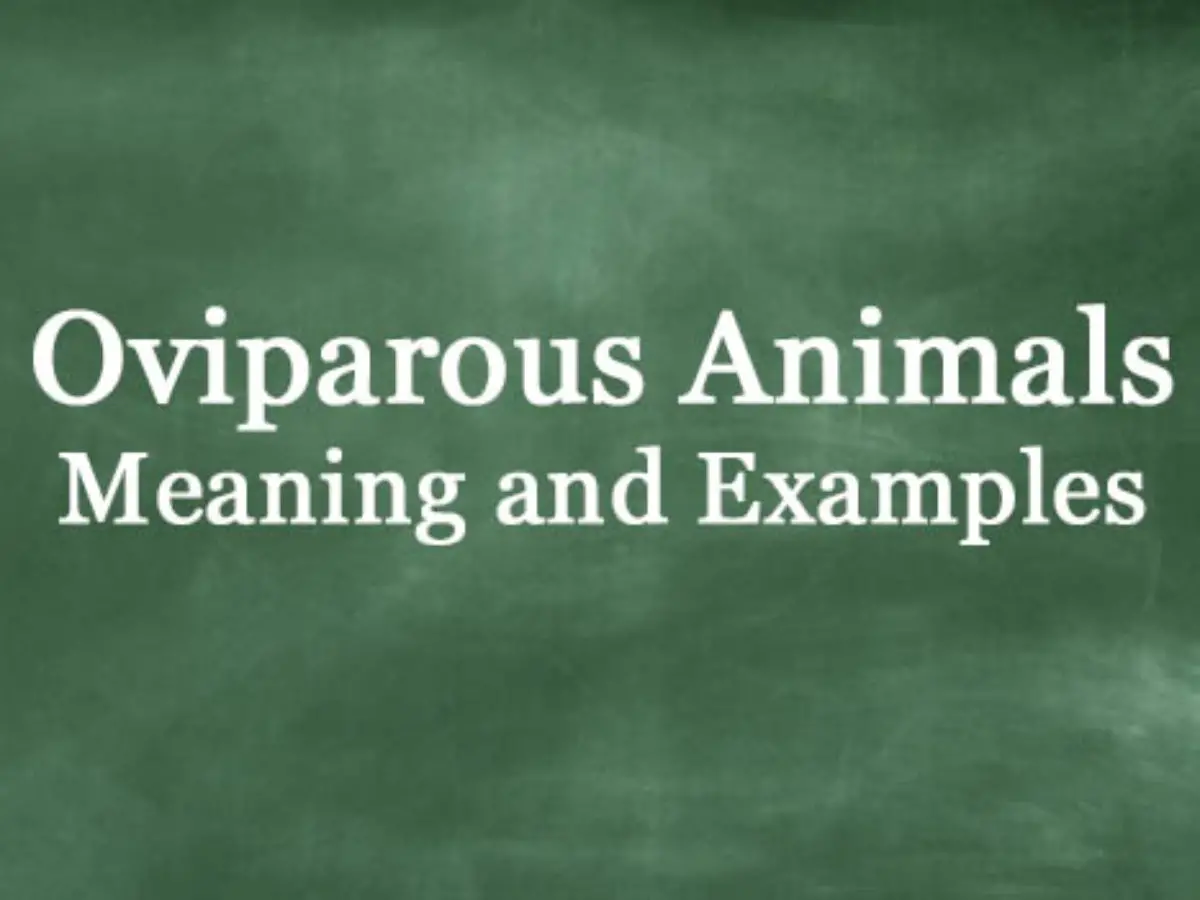 What Are Oviparous Animals? Definition And Meaning