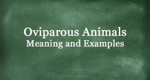 OVIPAROUS ANIMALS