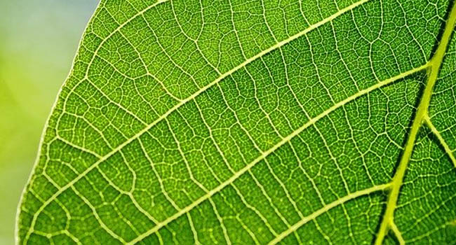 PARTS OF A LEAF