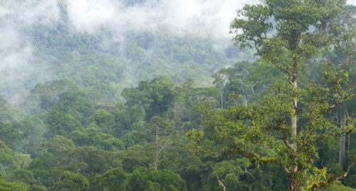 SAAN MATATAGPUAN ANG BORNEO RAINFOREST