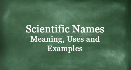 SCIENTIFIC NAMES